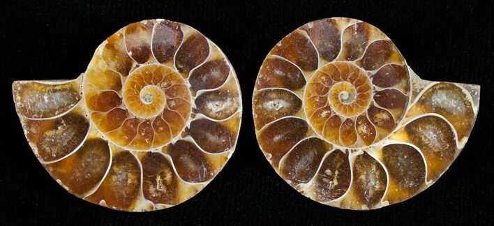 Small Desmoceras Ammonite Pair #5310